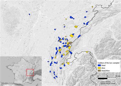Time is running out: Microsatellite data predict the imminent extinction of the boreal lynx (Lynx lynx) in France